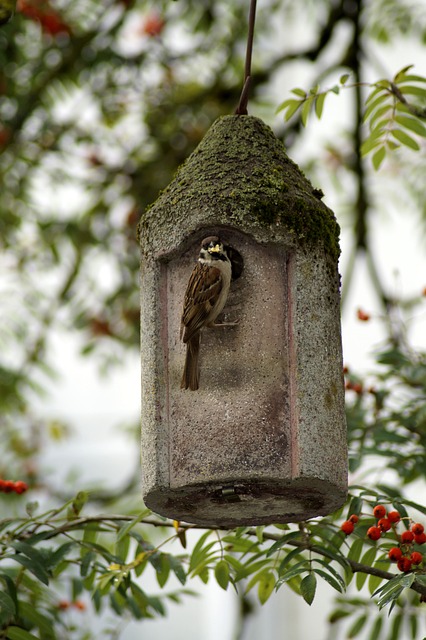 sparrow-gc82659579_640 na tle jarzębiny karmnik z siedzącym przy nim ptakiem